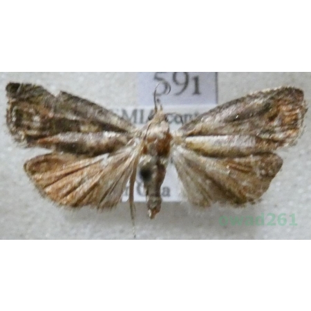 Cydia splendana (Hübner, 1799) Owocówka żołędziowianka Czech59i